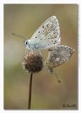 Polyommatus coridon