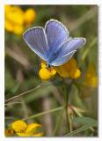 Polyommatus icarus