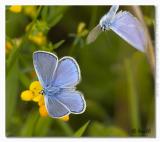 Polyommatus icarus