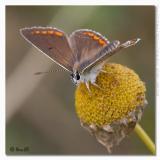 Polyommatus icarus