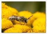 Colletes daviesanus