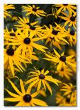 Rudbeckia 