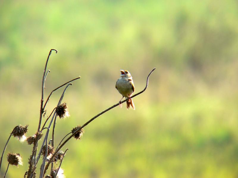 Grasshopper Sparrow