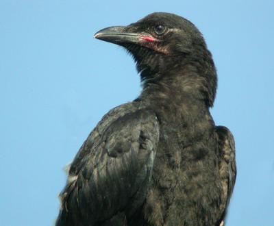 Young Fish Crow in the picnic area