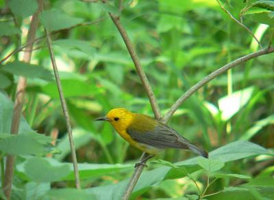 Prothonotary Warbler
