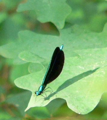 Ebony Jewelwing