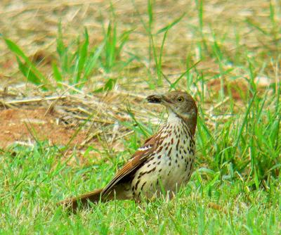 Brown Thrasher with food