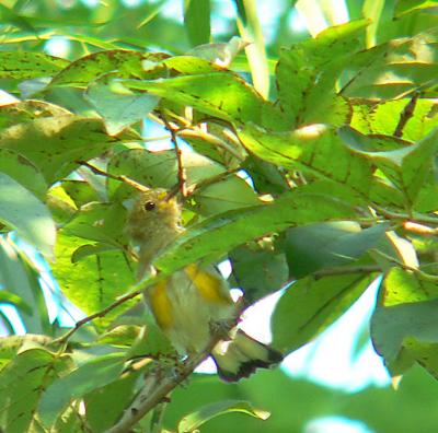 Prothonotary Warbler, immature