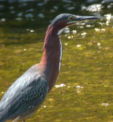 Green Heron