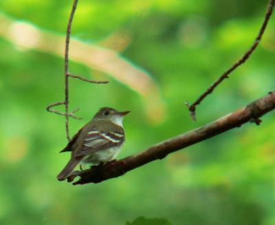 Acadian Flycatcher