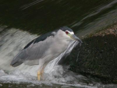 Black-crowned Night-heron