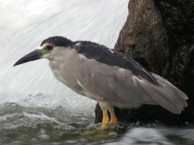 Black-crowned Night-heron