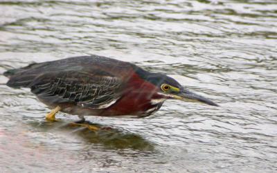 Green Heron