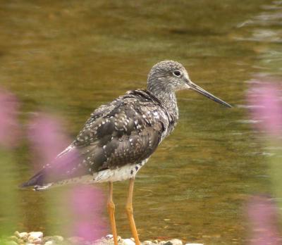 Greater Yellowlegs