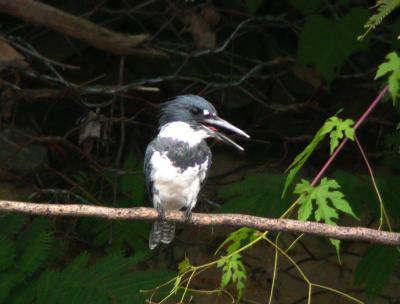 Belted Kingfisher