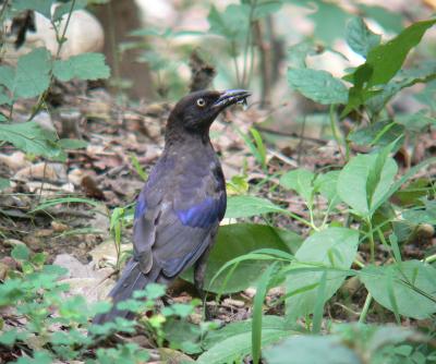 Common Grackle