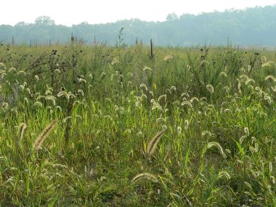 Meadow
