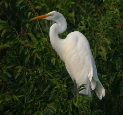 Great Egret high in tree