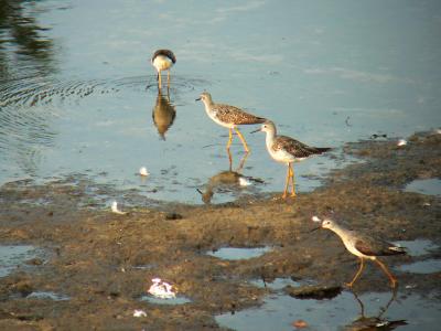Lesser Yellowlegs