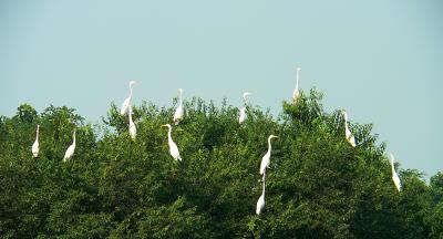 Great Egrets in treeline along stream