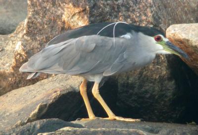 Black-crowned Night-heron