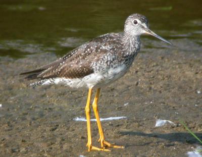 Greater Yellowlegs