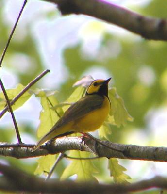 Hooded Warbler