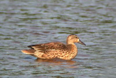 Blue-winged Teal, Bombay Hook