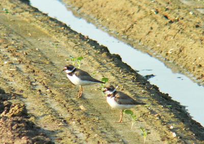Semipalmated Plovers, Whitehall Neck Road, Leipsic