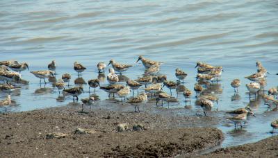 Shorebirds at Port Mahon
