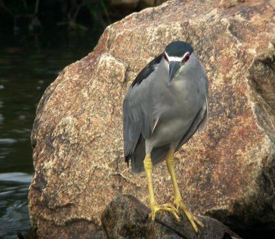 Black-crowned Night-heron