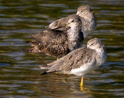 Greater Yellowlegs