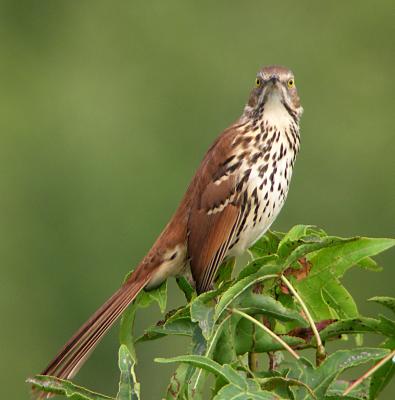 Brown Thrasher