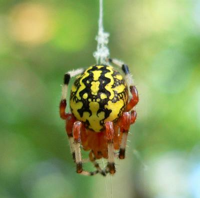 Marbled Orb Weaver