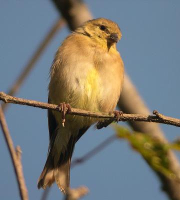 American Goldfinch