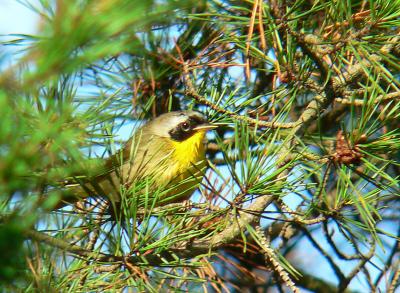 Common Yellowthroat