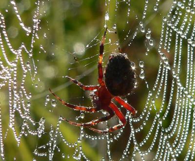 Unidentified spider