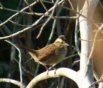 Swamp Sparrow