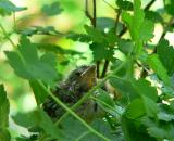 American Redstart fledgling, Shenandoah NP