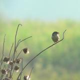 Grasshopper Sparrow