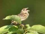 Grasshopper Sparrow