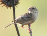 Grasshopper Sparrow