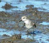 Semipalmated Sandpiper