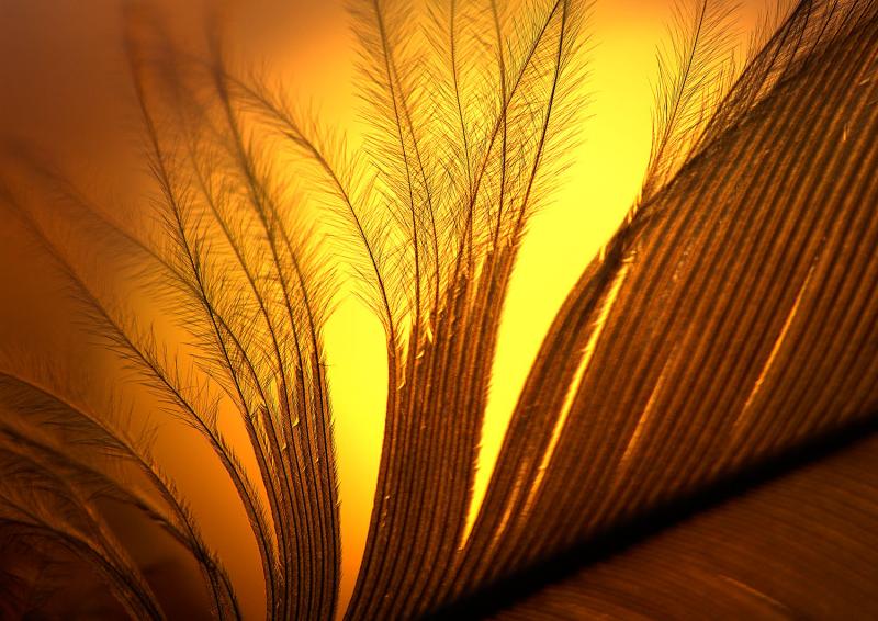 feathers3471.jpg