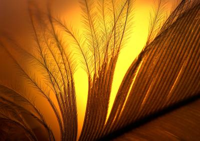 feathers3471.jpg