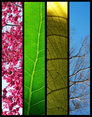 The Four Seasons