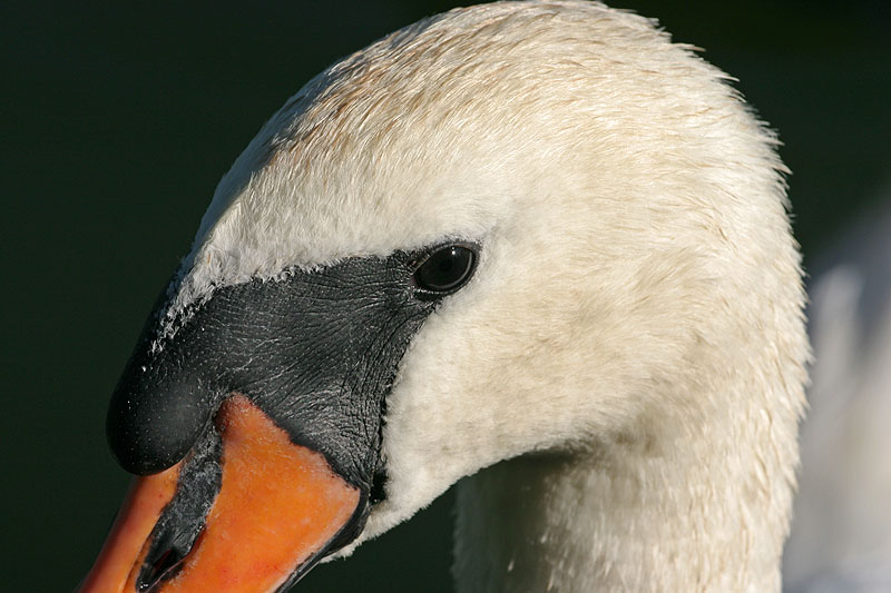 CRW_4397_RJ.jpg