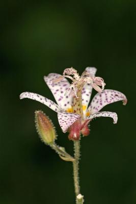 CRW_4797_RJ.jpg