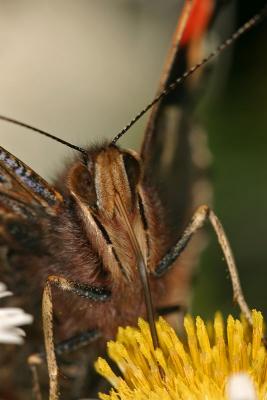 CRW_4809_RJ.jpg