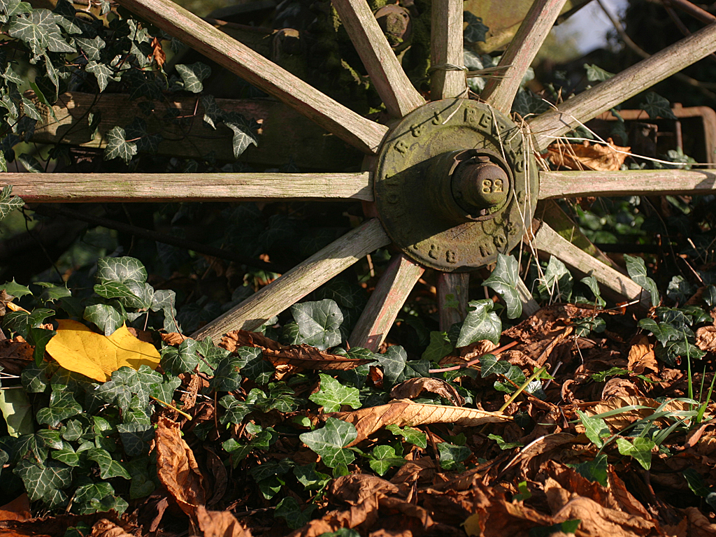 October 30 2005: <br> Stuck in the Leaves